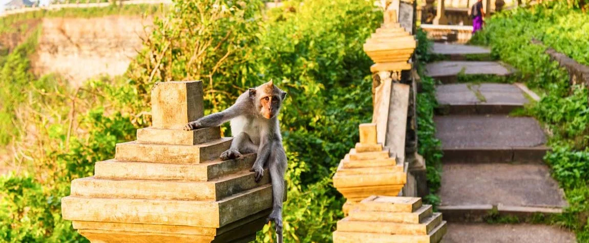 Bali Is Home to Unique Animal Sanctuaries