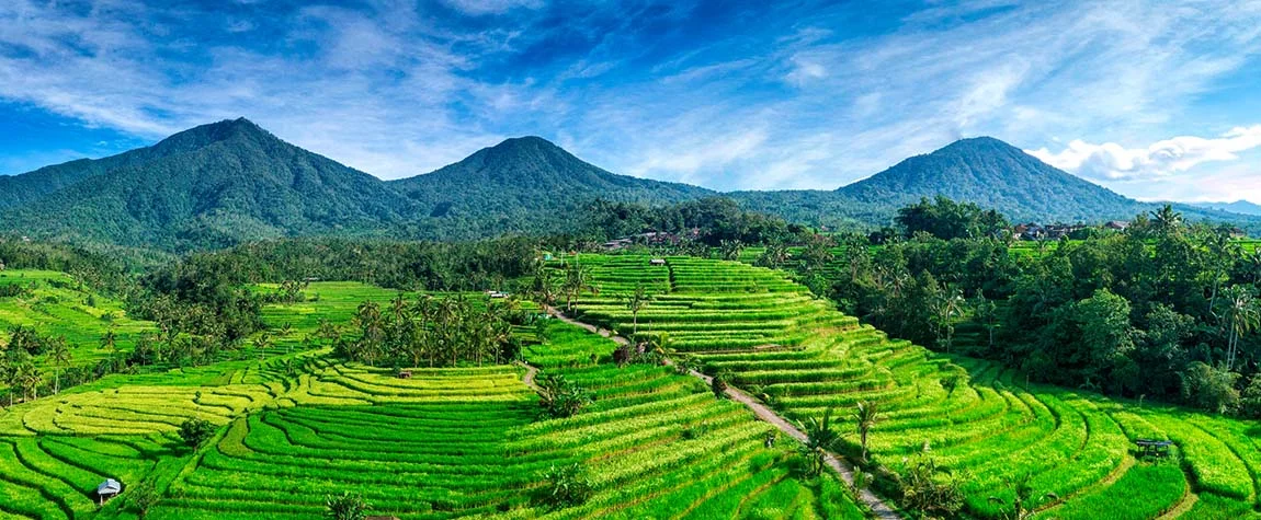 Bali Uses a Unique Irrigation System Called Subak