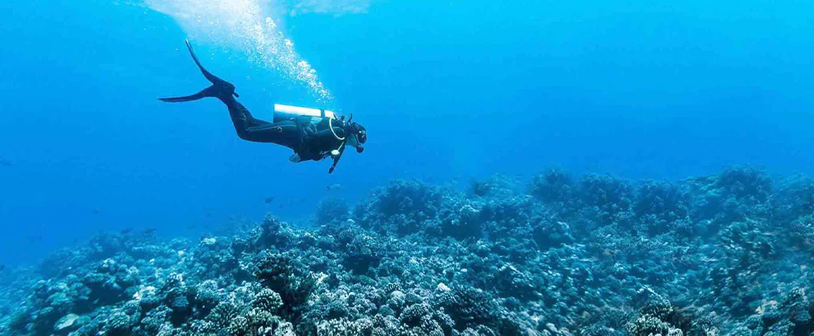 Scuba Diving & Elephant Beach Adventure