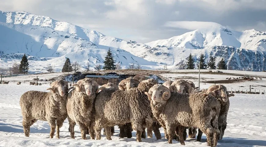 New Zealand South Island Winter Tour Package