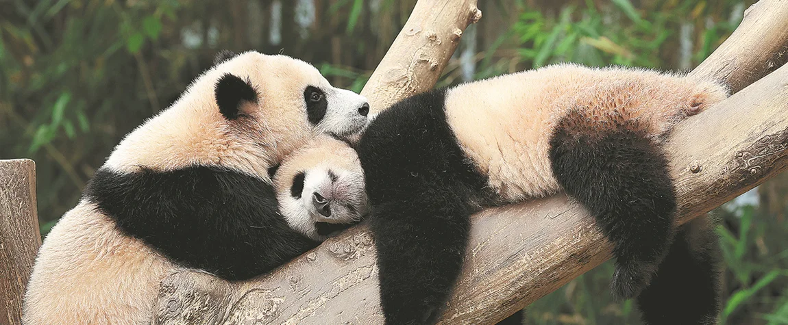Pandas – China’s Gentle Ambassadors